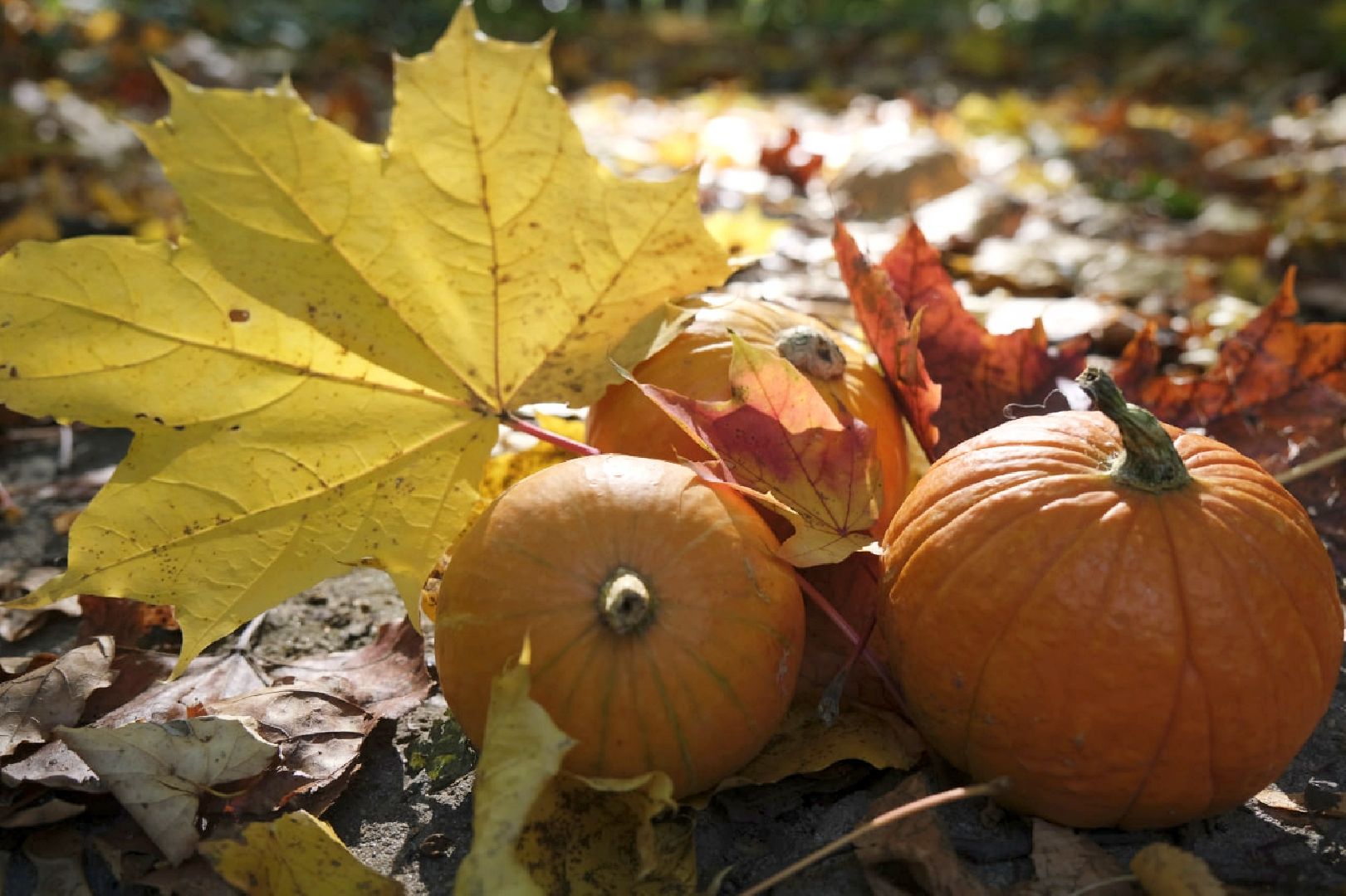 пущино, психология,