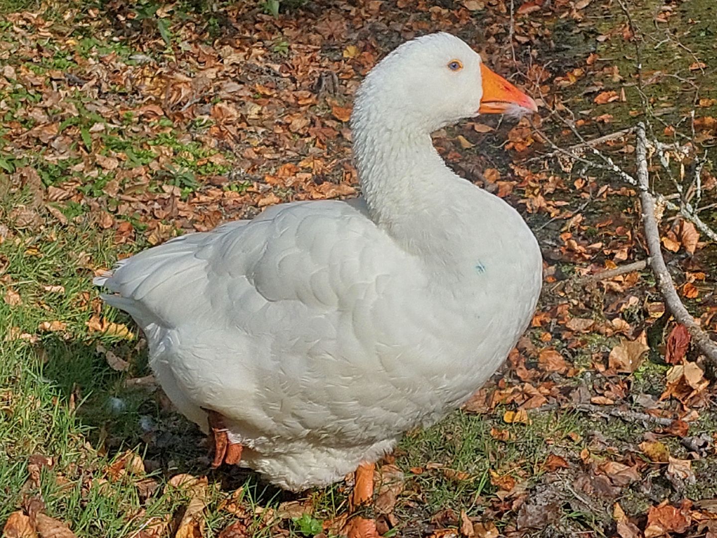Гуси, музеиподмосковья, Музей Чехова, Мелихово, Подмосковье, Культура,