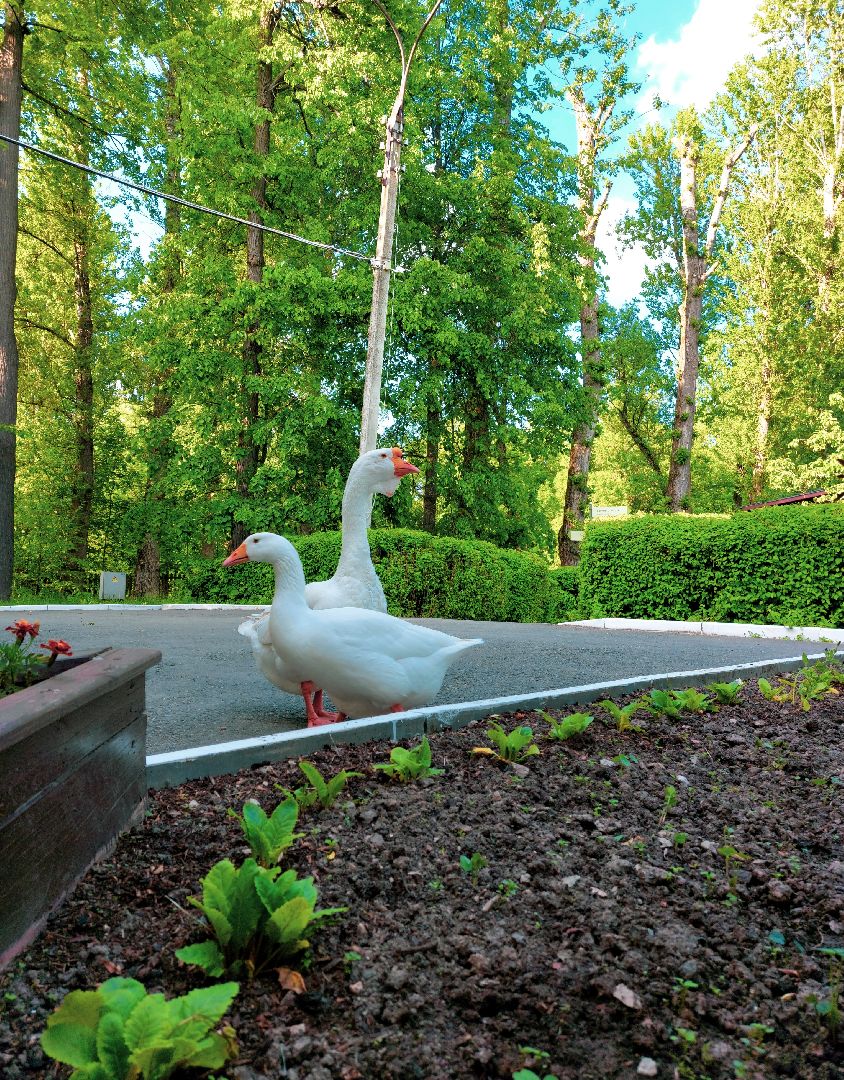 Гуси, музеиподмосковья, Музей Чехова, Мелихово, Подмосковье, Культура,