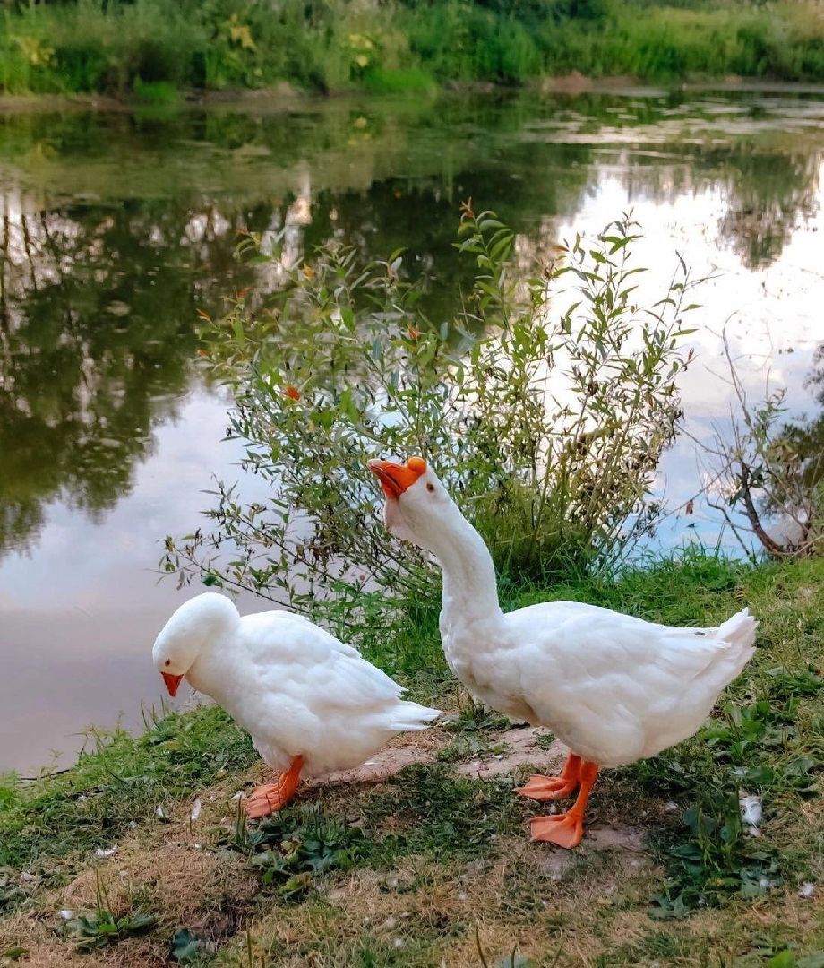 Гуси, музеиподмосковья, Музей Чехова, Мелихово, Подмосковье, Культура,
