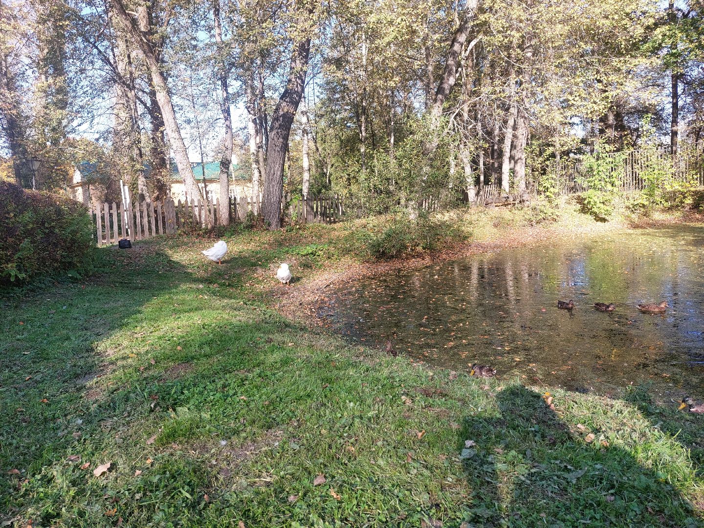 Гуси, музеиподмосковья, Музей Чехова, Мелихово, Подмосковье, Культура,