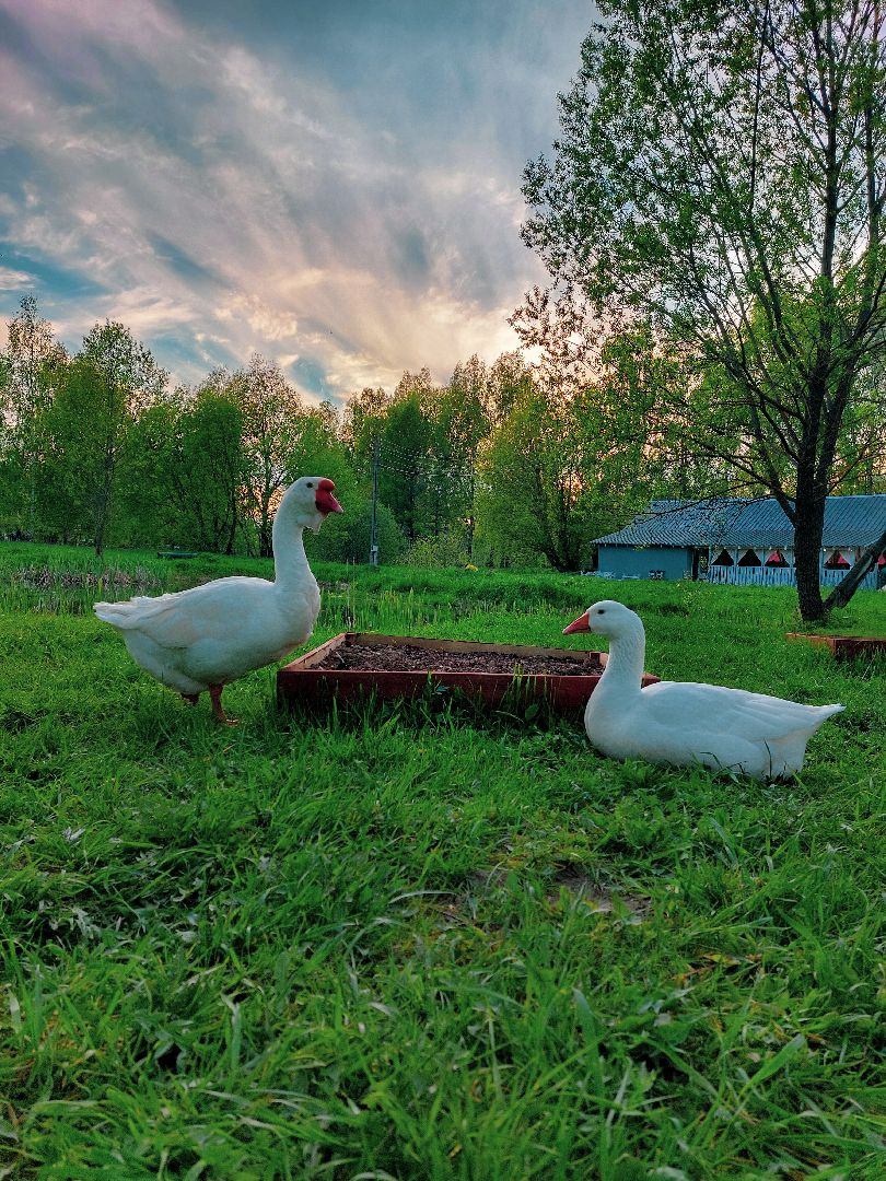 Гуси, музеиподмосковья, Музей Чехова, Мелихово, Подмосковье, Культура,