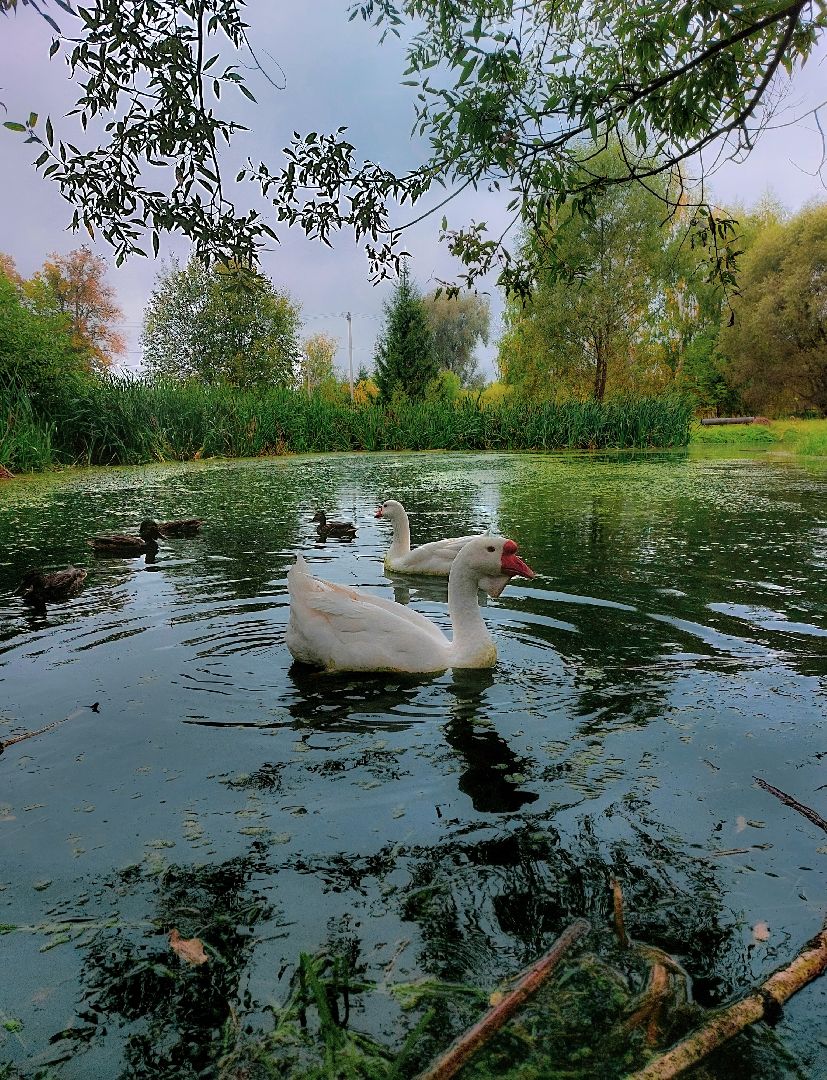 Гуси, музеиподмосковья, Музей Чехова, Мелихово, Подмосковье, Культура,