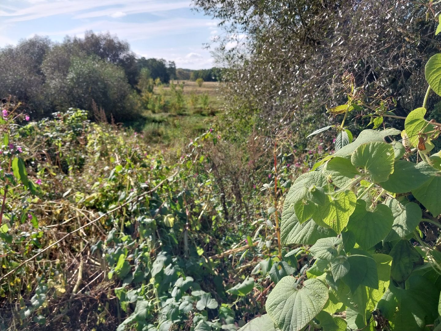 Коломна, история, легенды, Исторические легенды, Краеведение,