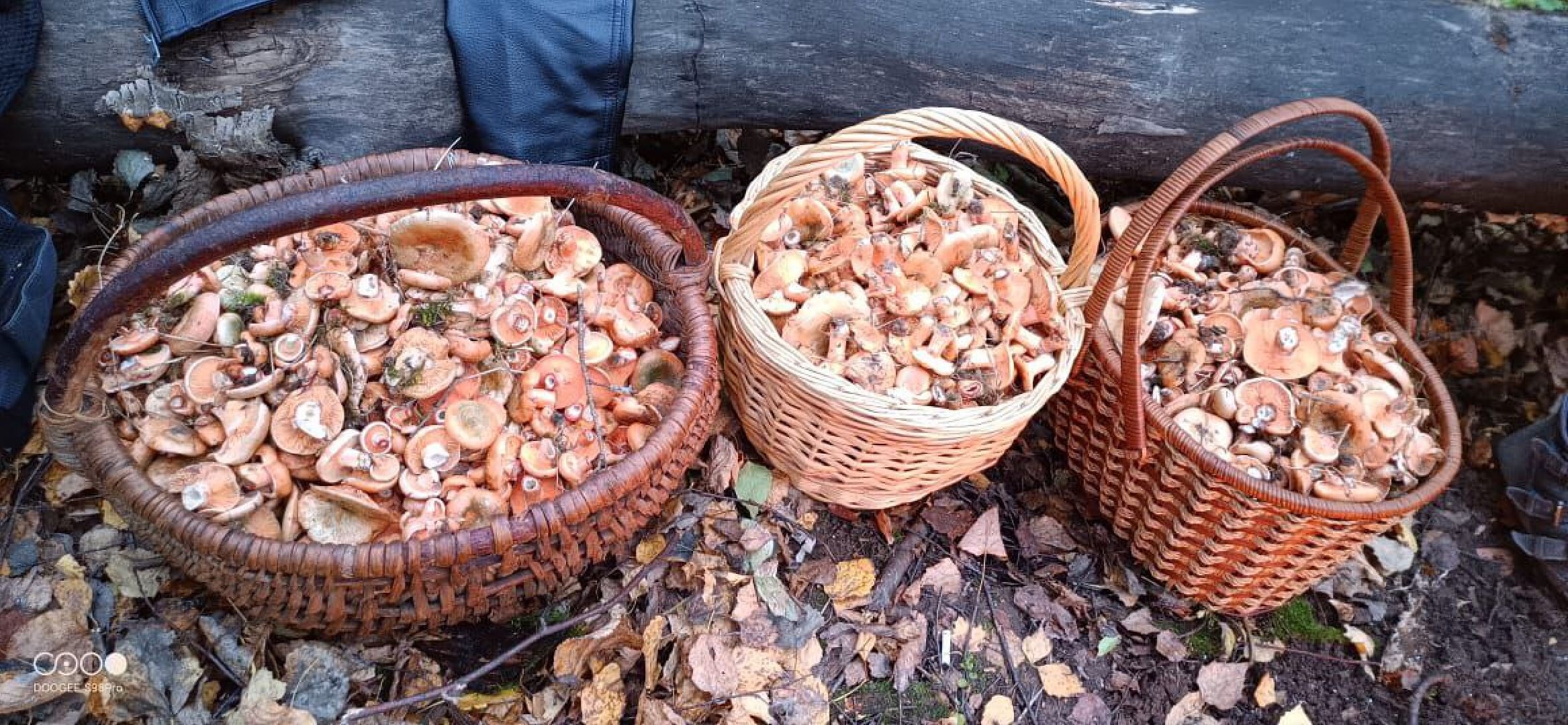 подмосковье, грибы,