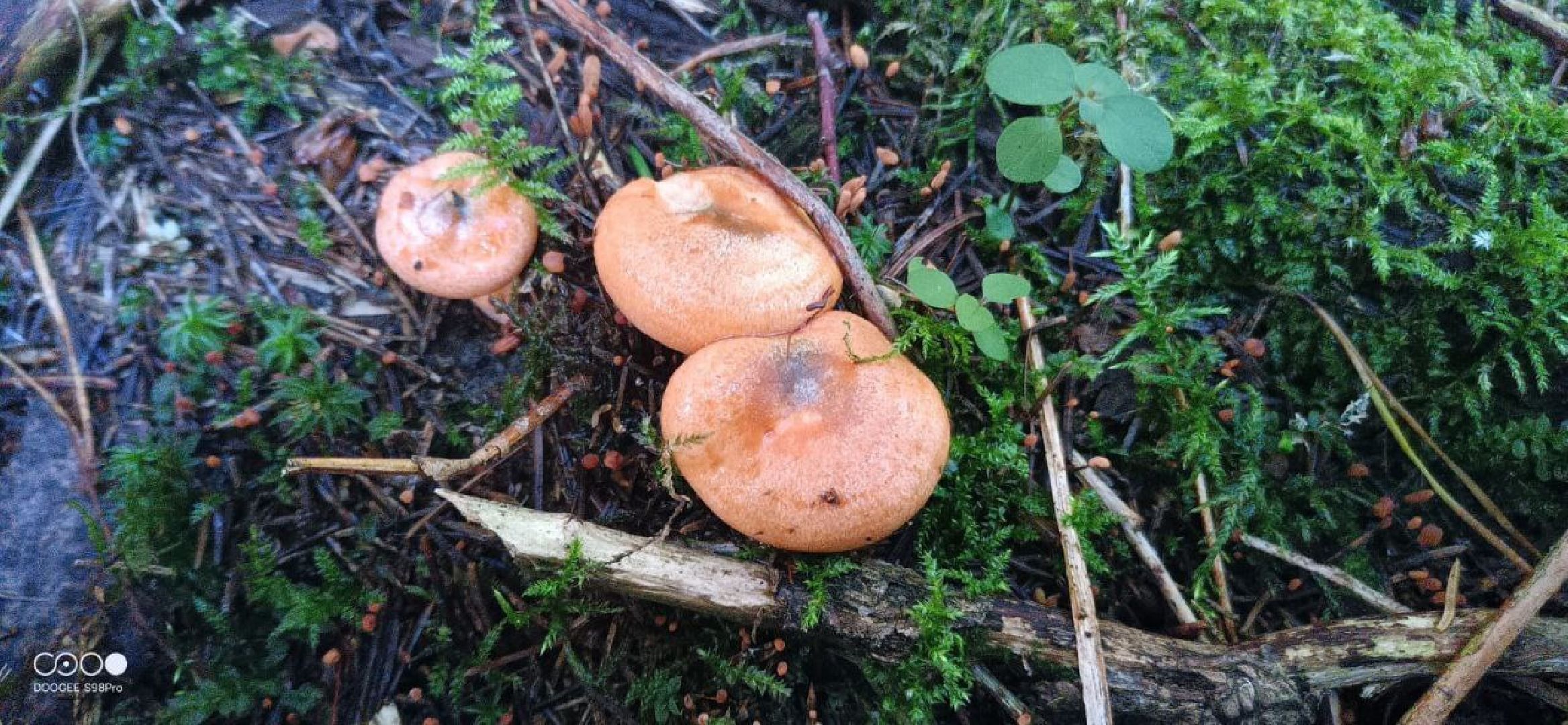 подмосковье, грибы,