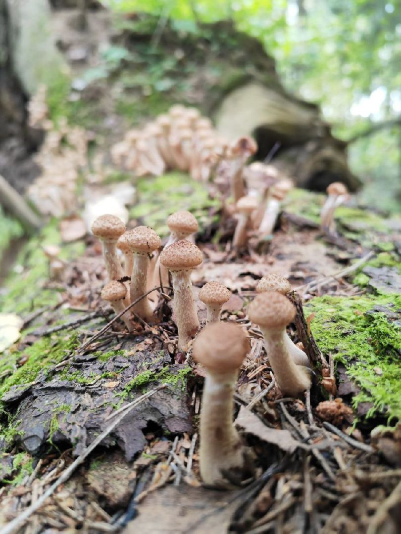 подмосковье, грибы,