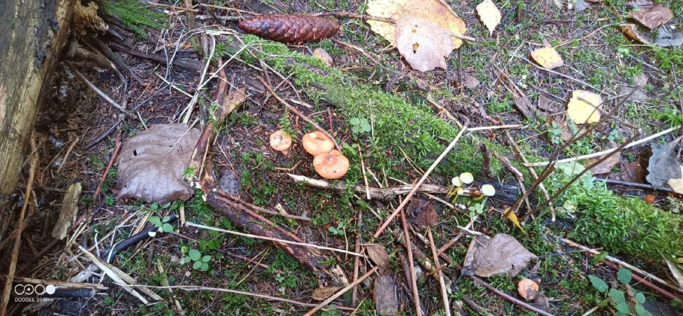 подмосковье, грибы,