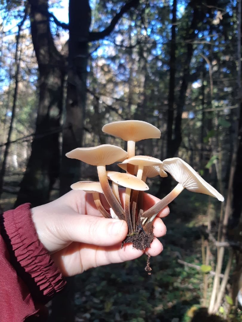 Одинцово, Грибы, Подмосковье,