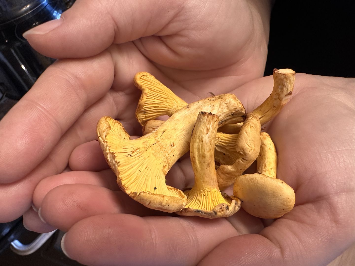 Одинцово, Грибы, Подмосковье,