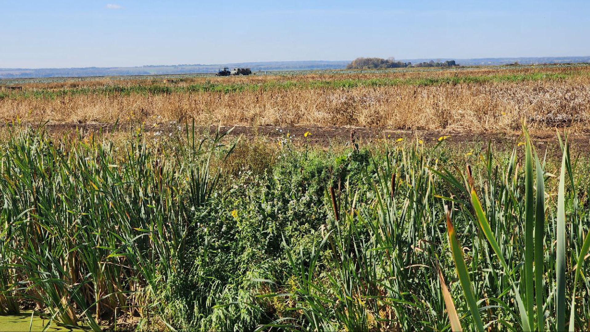Дмитров, ЗАО Куликово, Дока генные технологии, Минсельхоз,