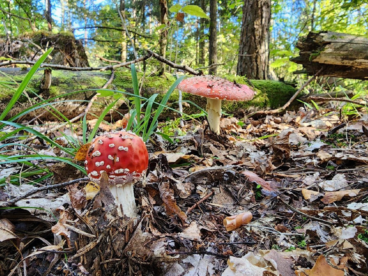 воскресенск, грибы, здоровье, общество, лес,