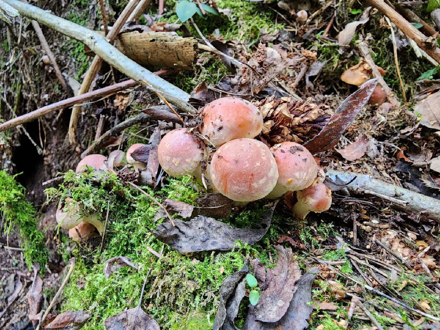 воскресенск, грибы, здоровье, общество, лес,