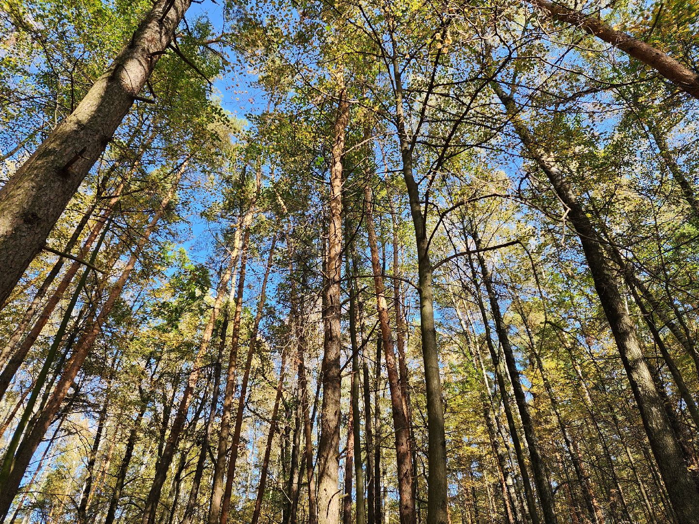 воскресенск, грибы, здоровье, общество, лес,