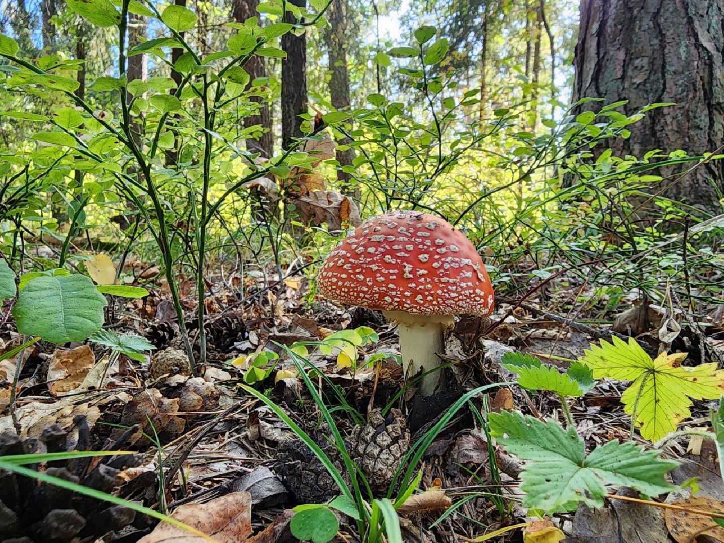 воскресенск, грибы, здоровье, общество, лес,