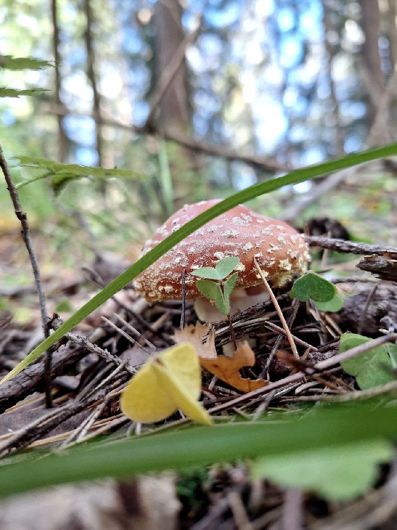 воскресенск, грибы, здоровье, общество, лес,