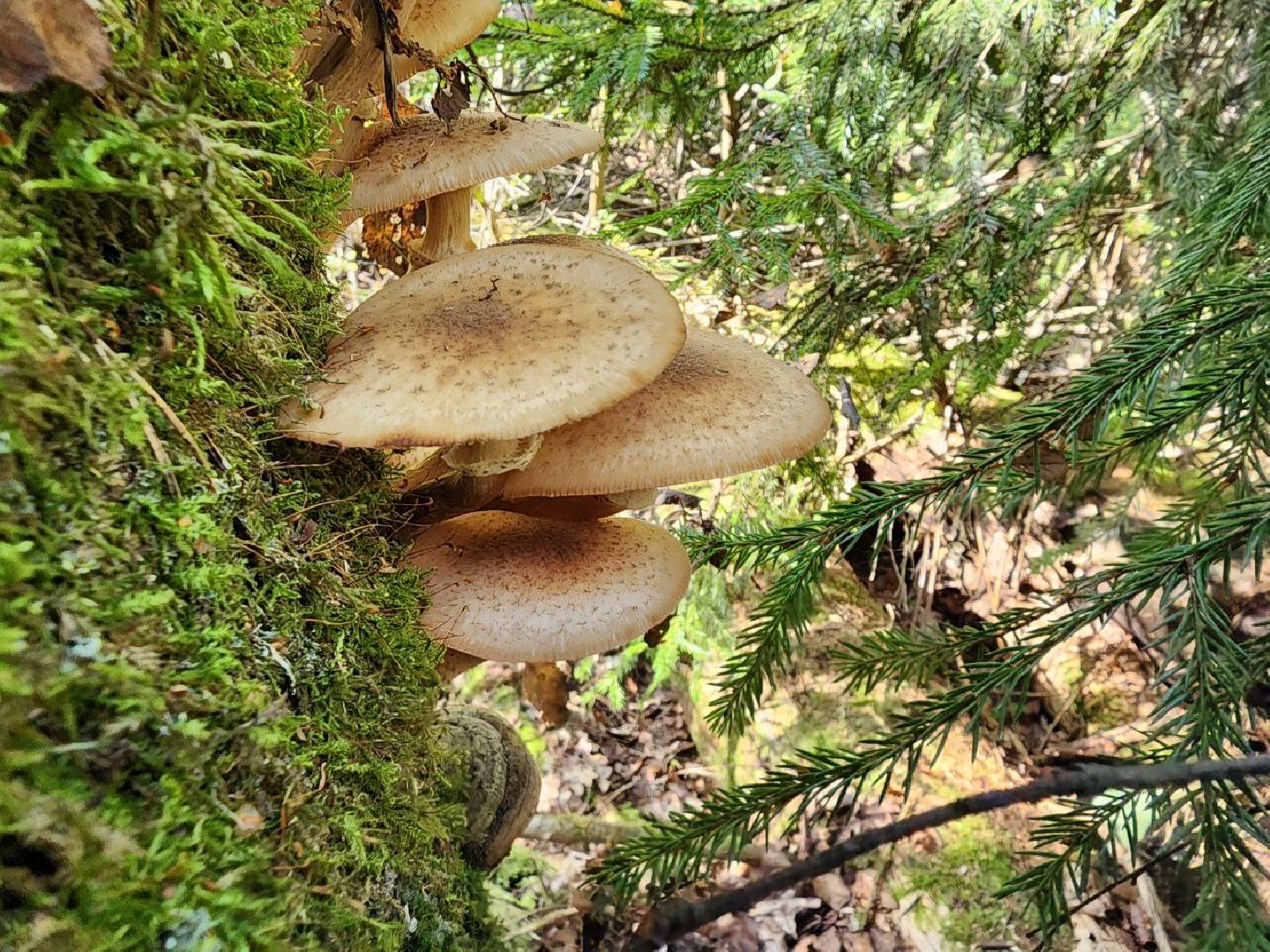 воскресенск, грибы, здоровье, общество, лес,