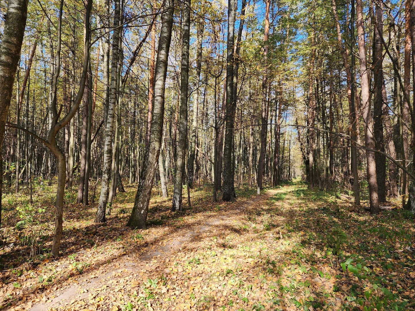 воскресенск, грибы, здоровье, общество, лес,