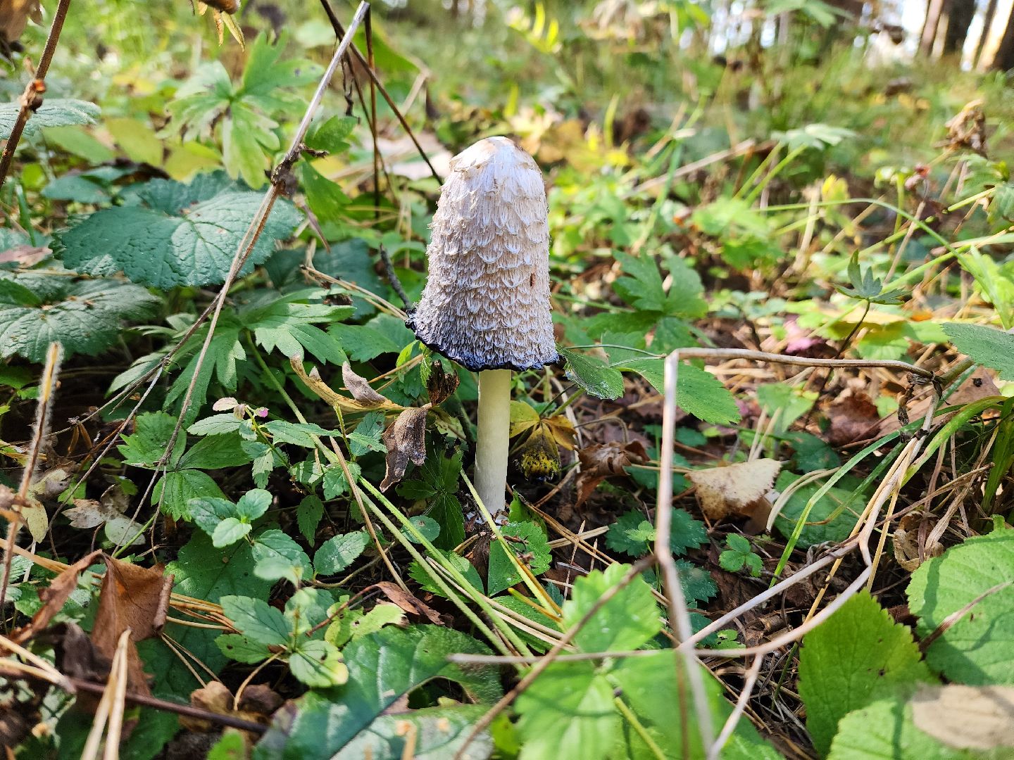 воскресенск, грибы, здоровье, общество, лес,