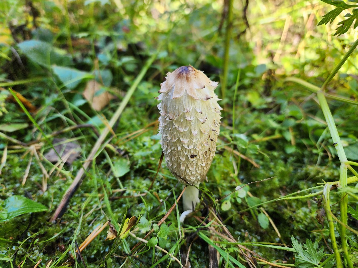 воскресенск, грибы, здоровье, общество, лес,