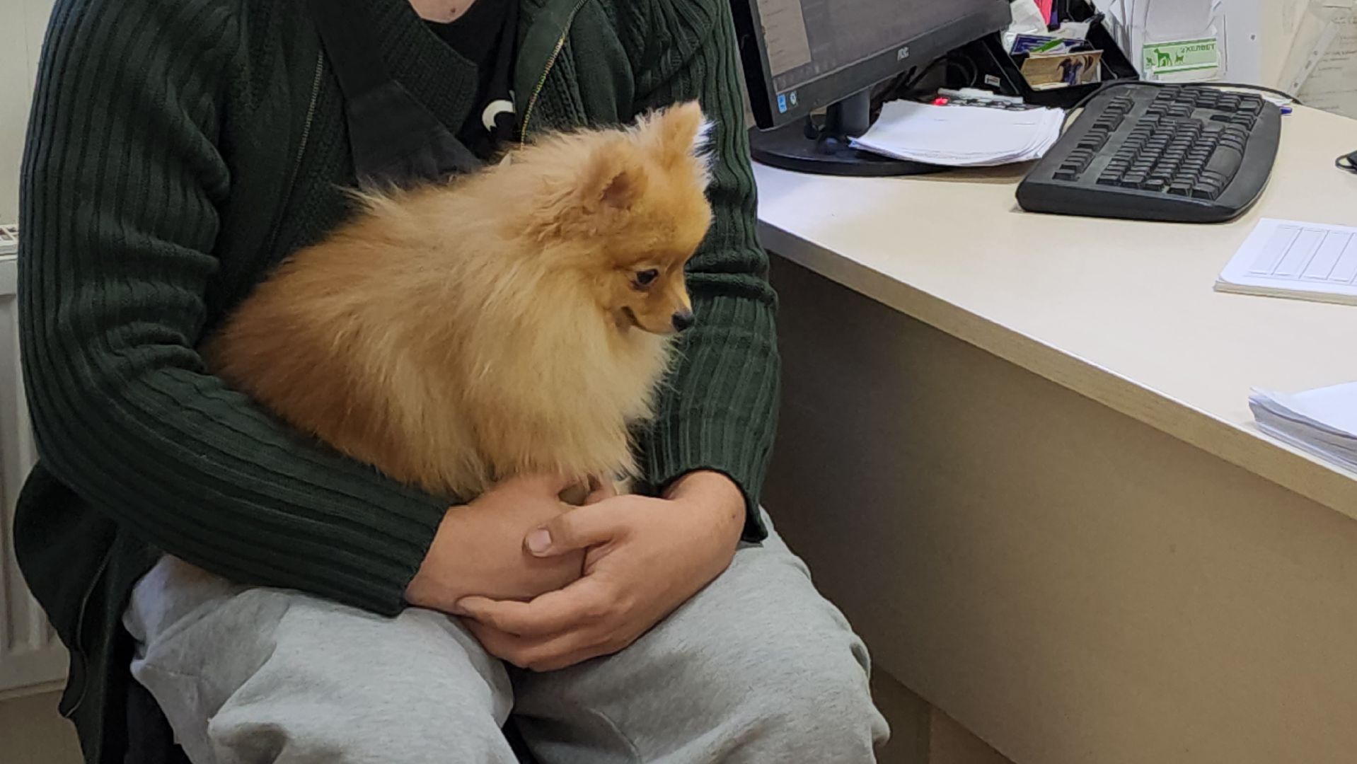 Одинцово, Ветеринар, лайм,