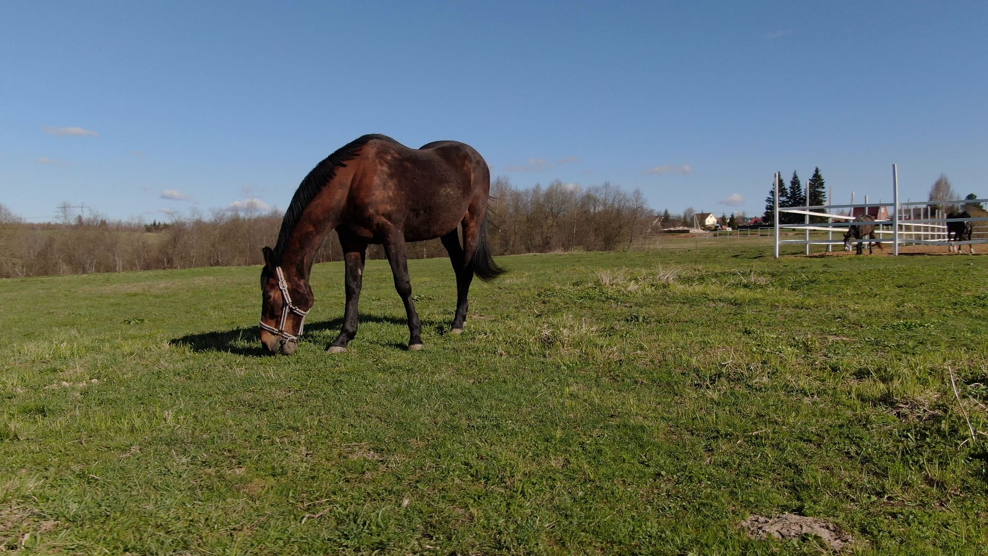дмитров, ферма, шихово,видео с коптера,