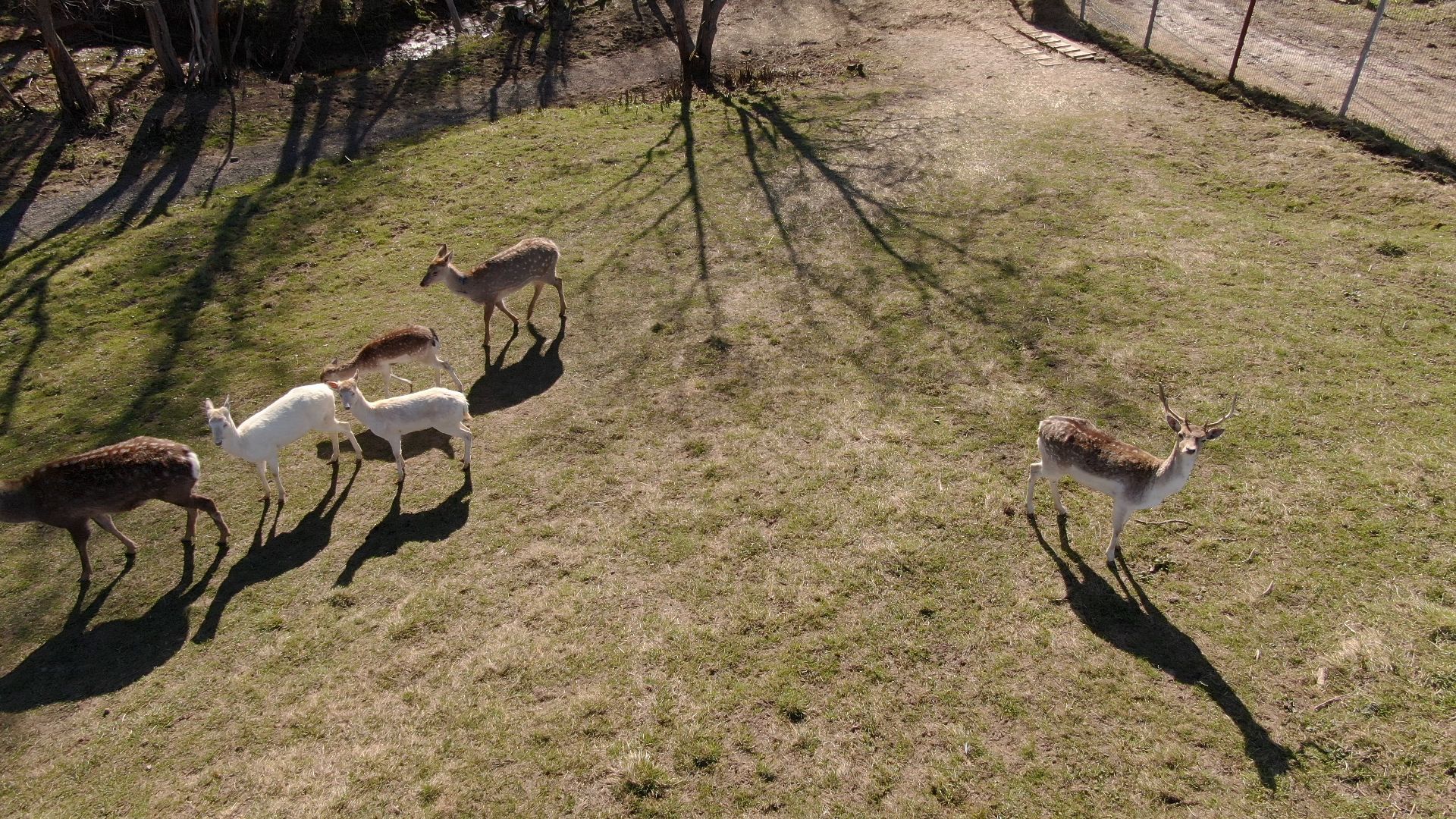 дмитров, ферма, шихово,видео с коптера,