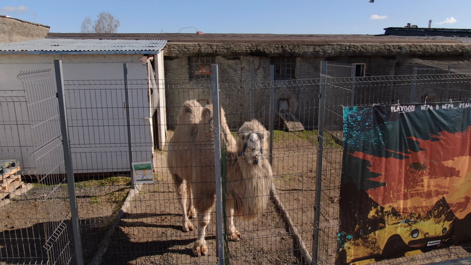 дмитров, ферма, шихово,видео с коптера,