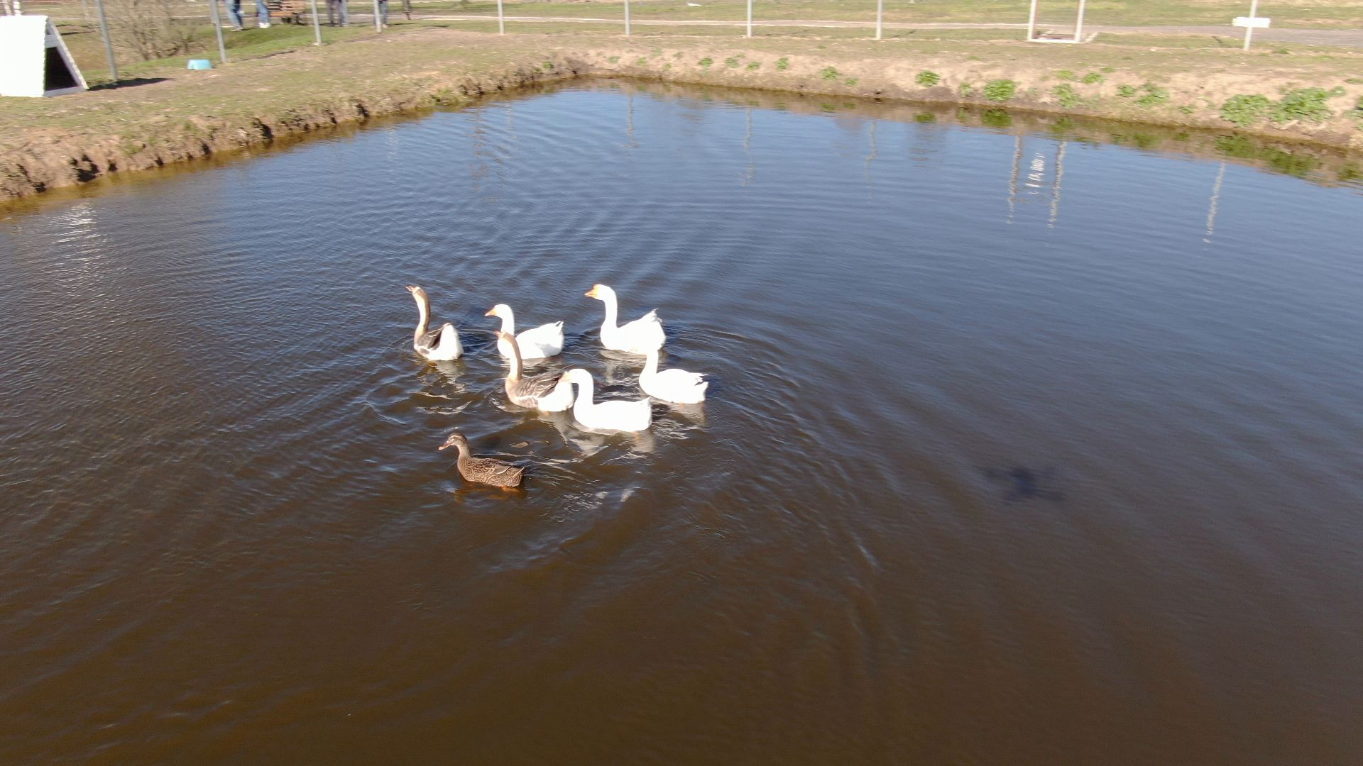 дмитров, ферма, шихово,видео с коптера,