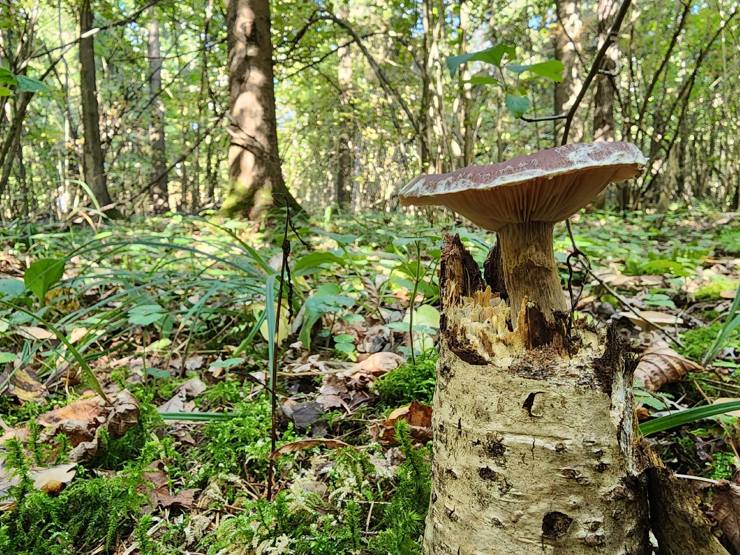 Грибы, Красногорск, красная книга,