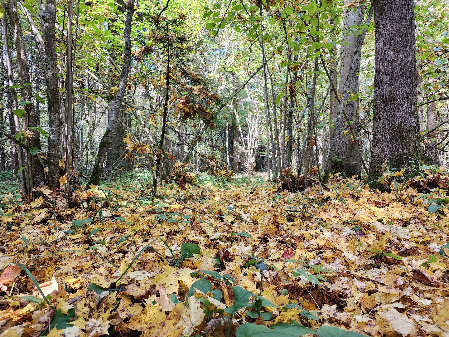 Грибы, Красногорск, красная книга,