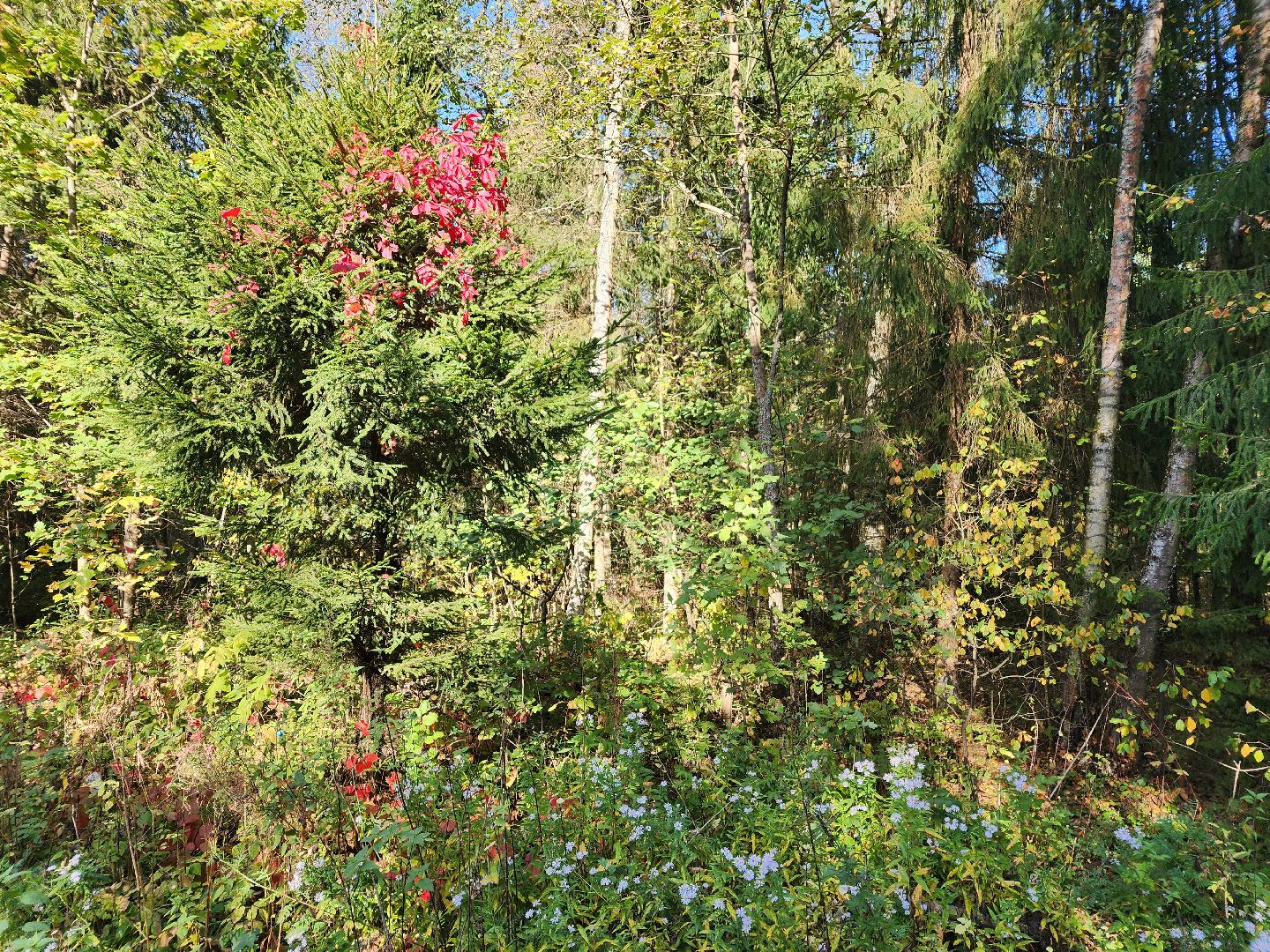 Грибы, Красногорск, красная книга,