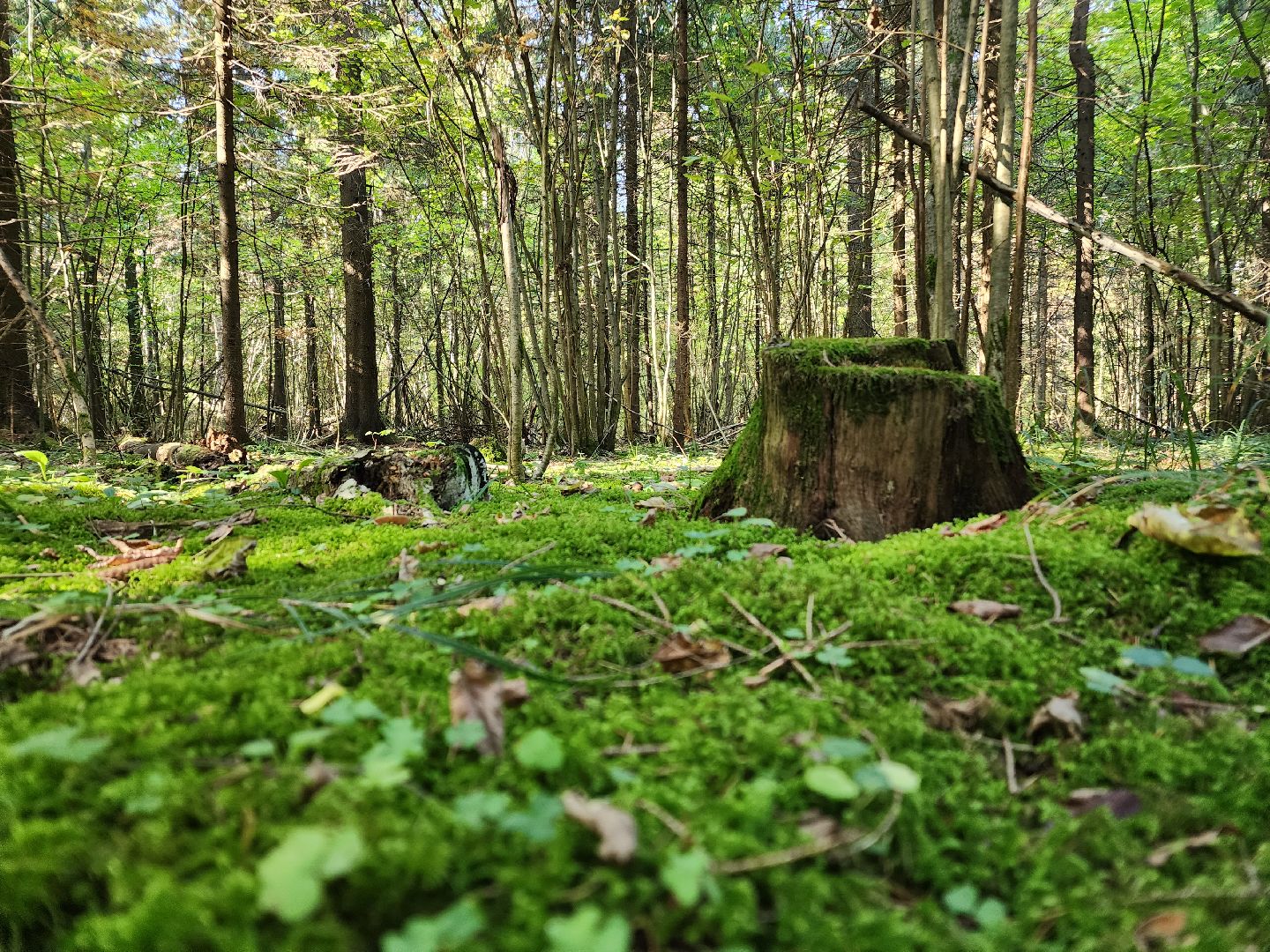 Грибы, Красногорск, красная книга,