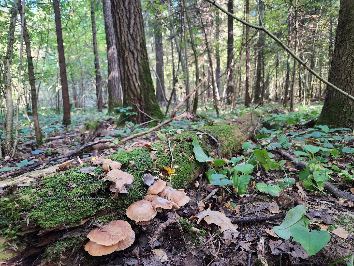 Грибы, Красногорск, красная книга,