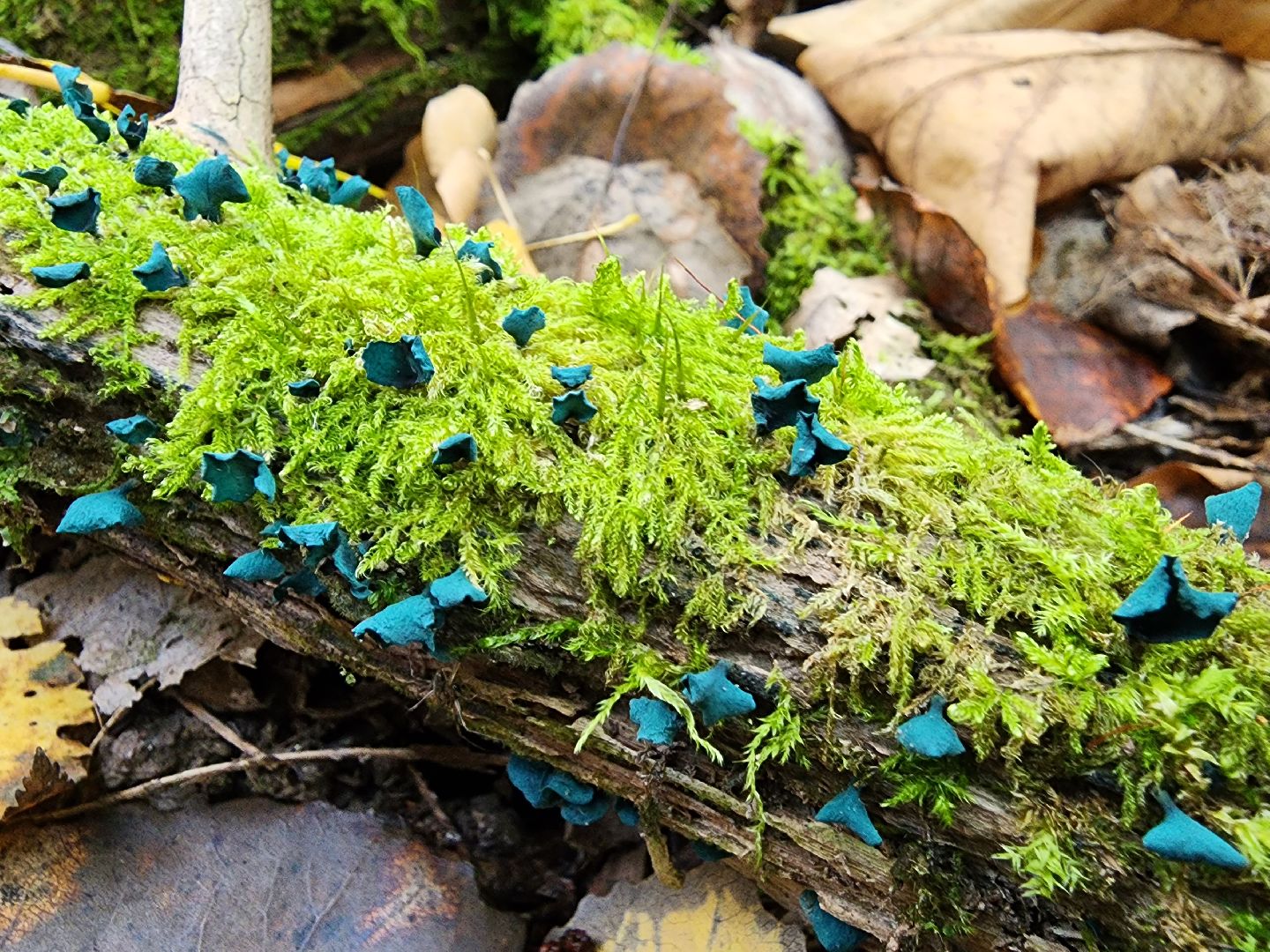 Грибы, Красногорск, красная книга,