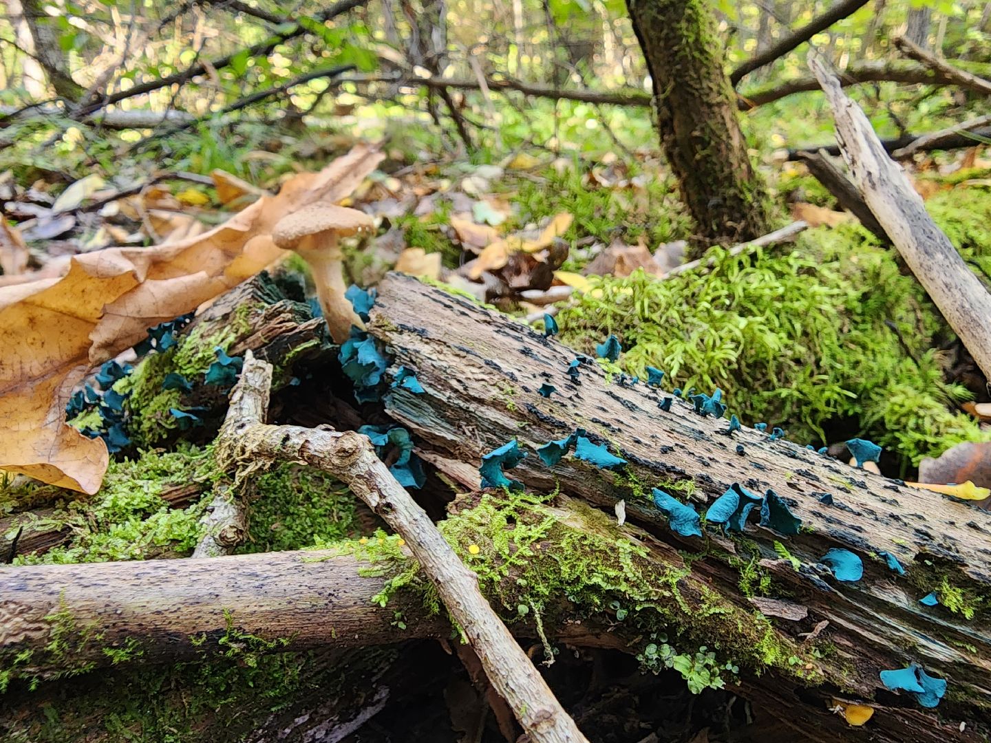 Грибы, Красногорск, красная книга,