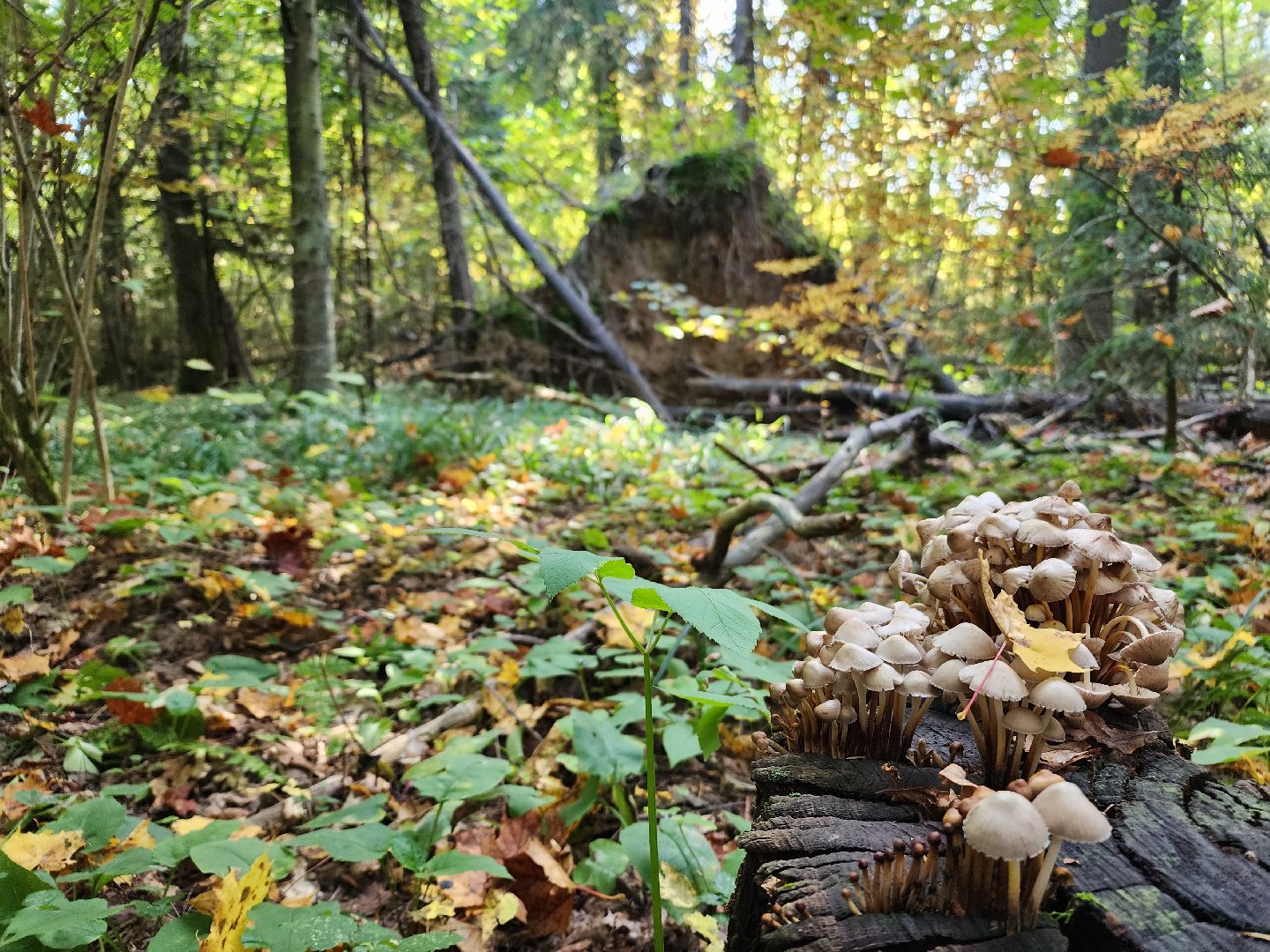 Грибы, Красногорск, красная книга,