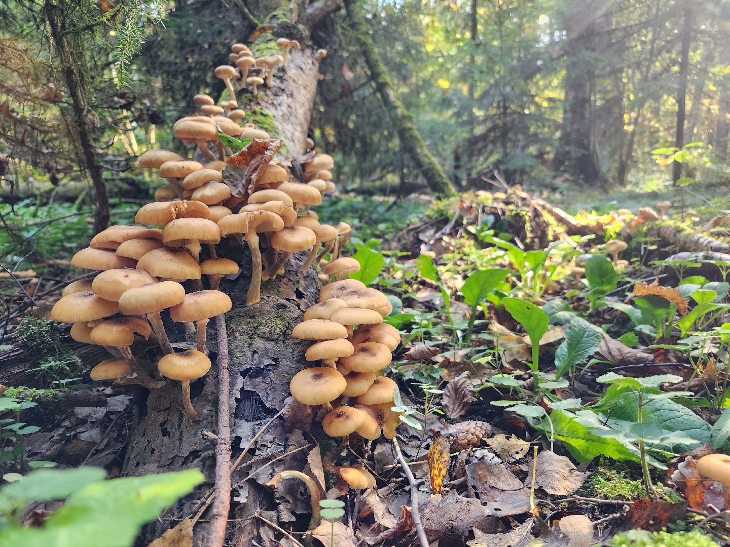 Грибы, Красногорск, красная книга,