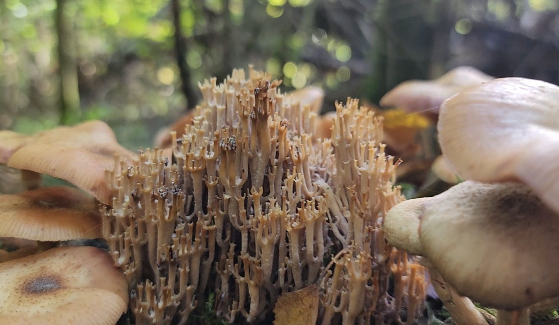 Грибы, Красногорск, красная книга,