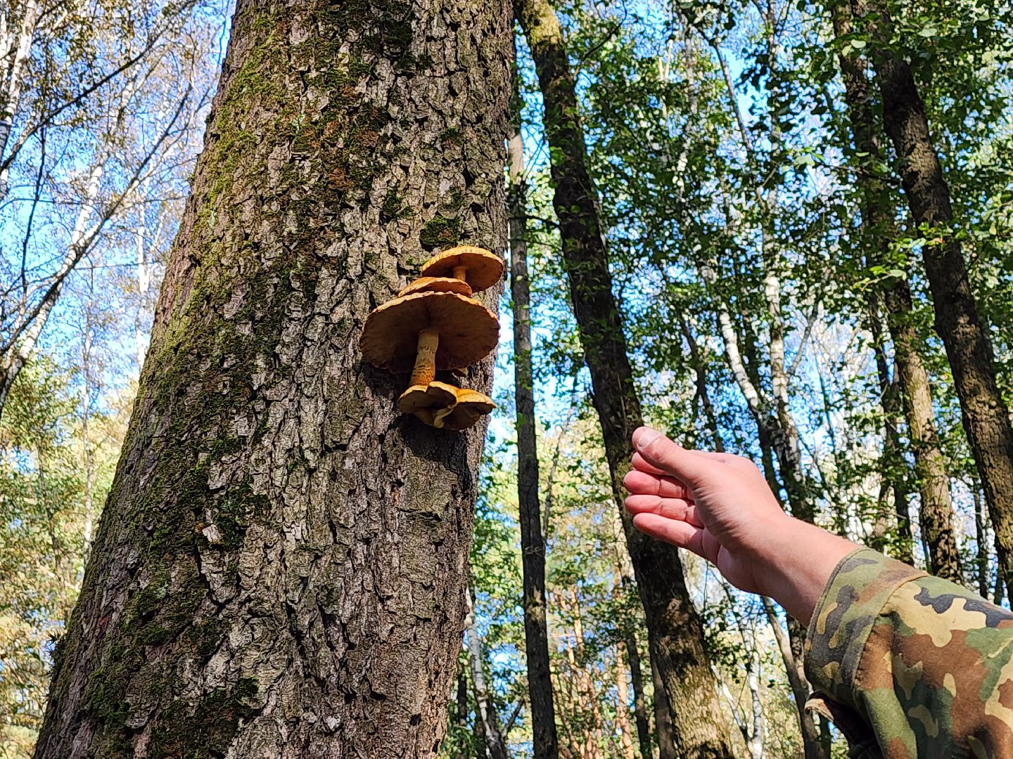серпухов, подмосковье, грибы, лес, сбор грибов,