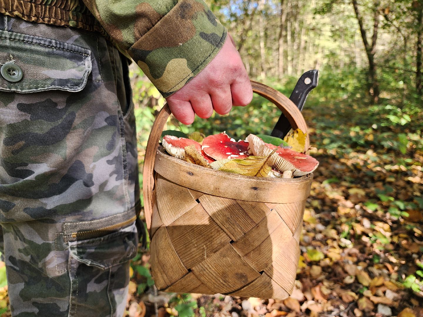 серпухов, подмосковье, грибы, лес, сбор грибов,