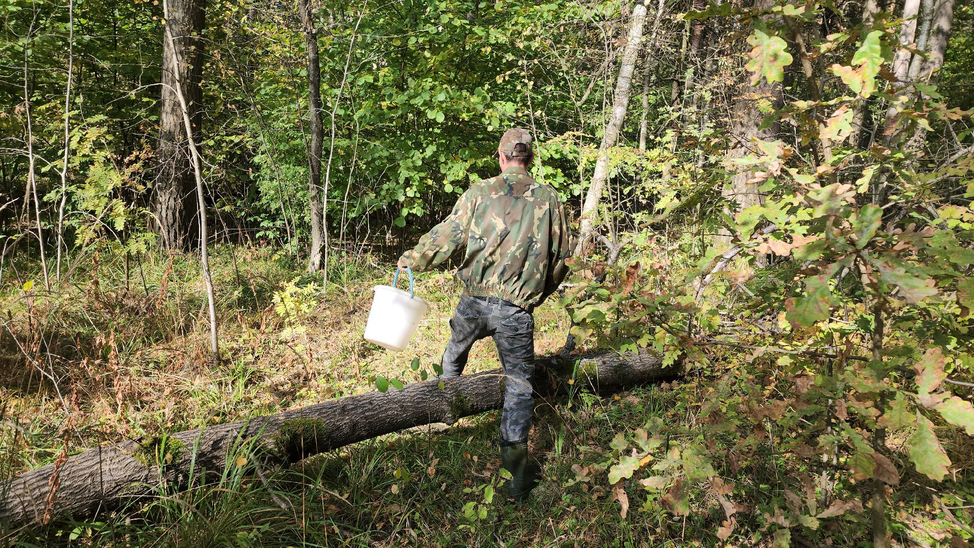 серпухов, подмосковье, грибы, лес, сбор грибов,