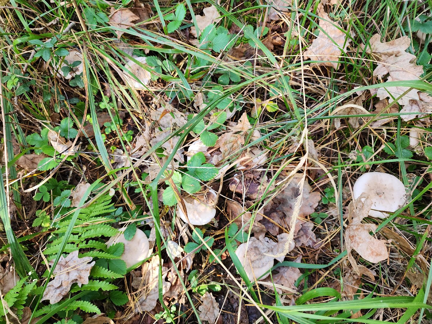 серпухов, подмосковье, грибы, лес, сбор грибов,