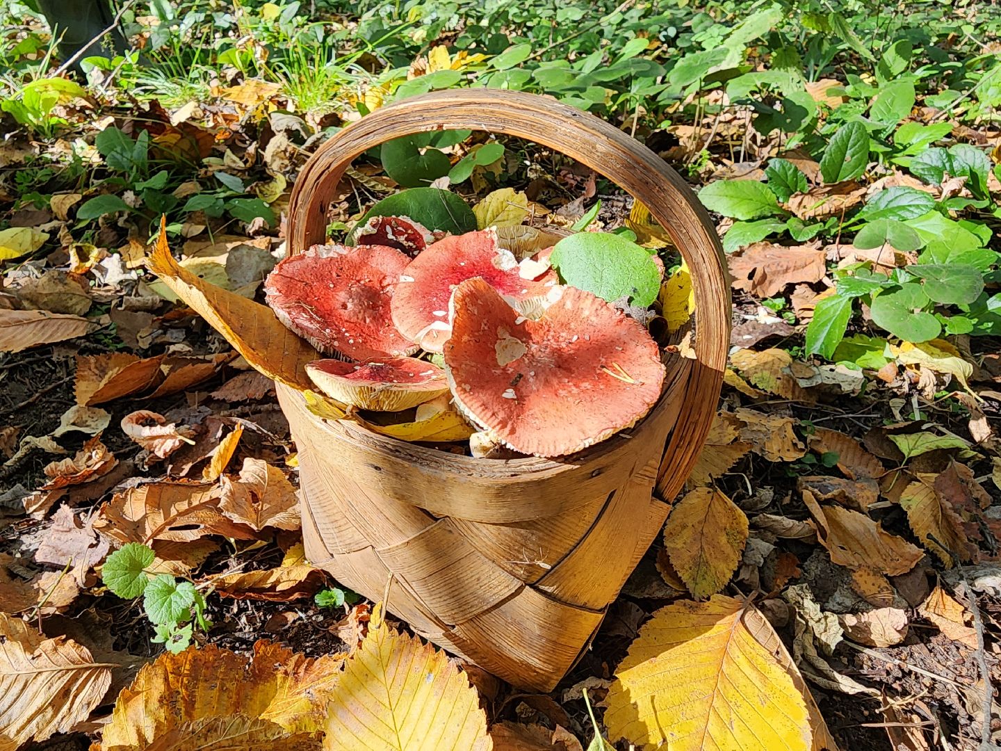 серпухов, подмосковье, грибы, лес, сбор грибов,