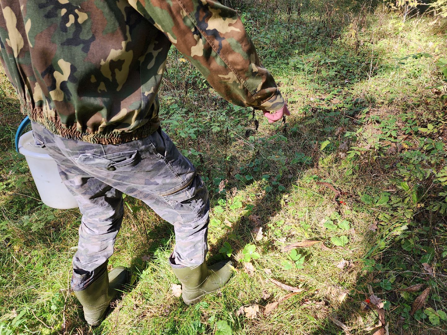 серпухов, подмосковье, грибы, лес, сбор грибов,