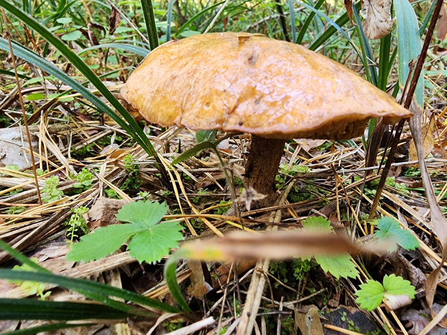 серпухов, подмосковье, грибы, лес, сбор грибов,