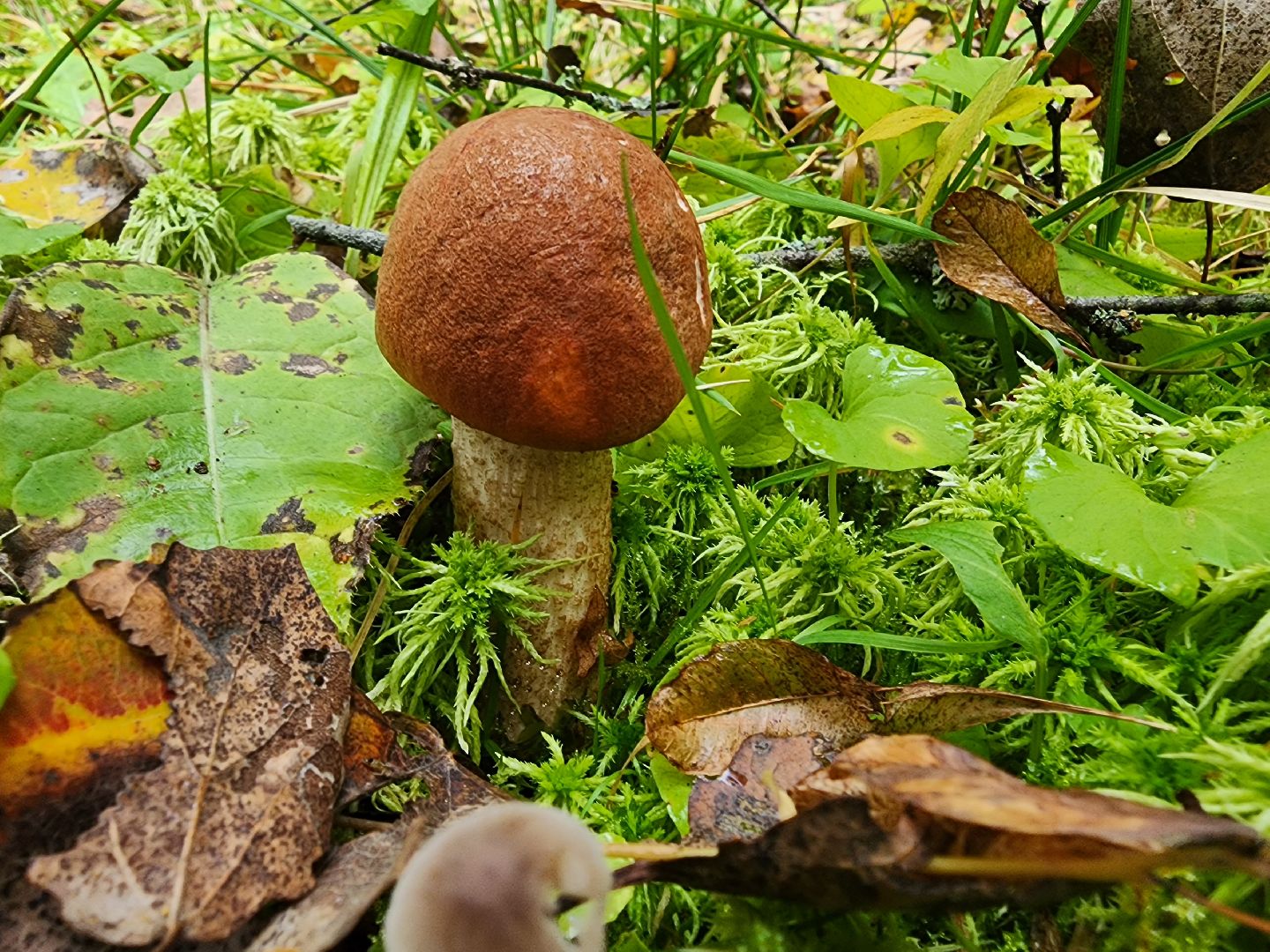 серпухов, подмосковье, грибы, лес, сбор грибов,