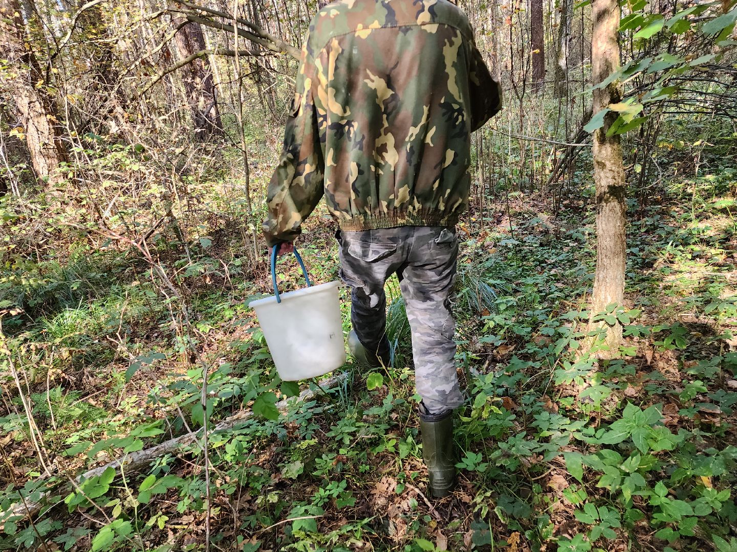 серпухов, подмосковье, грибы, лес, сбор грибов,