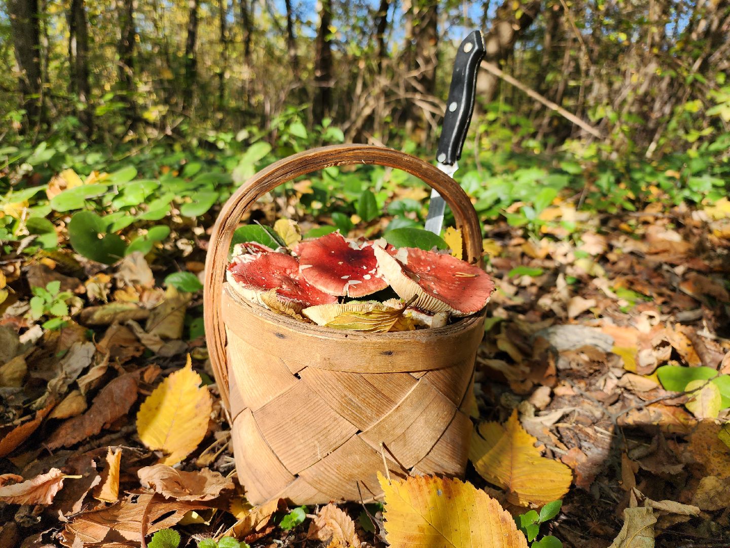 серпухов, подмосковье, грибы, лес, сбор грибов,