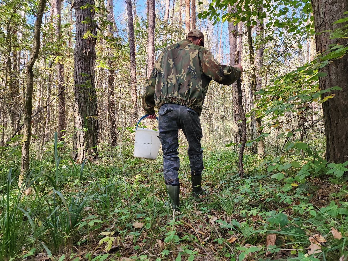 серпухов, подмосковье, грибы, лес, сбор грибов,
